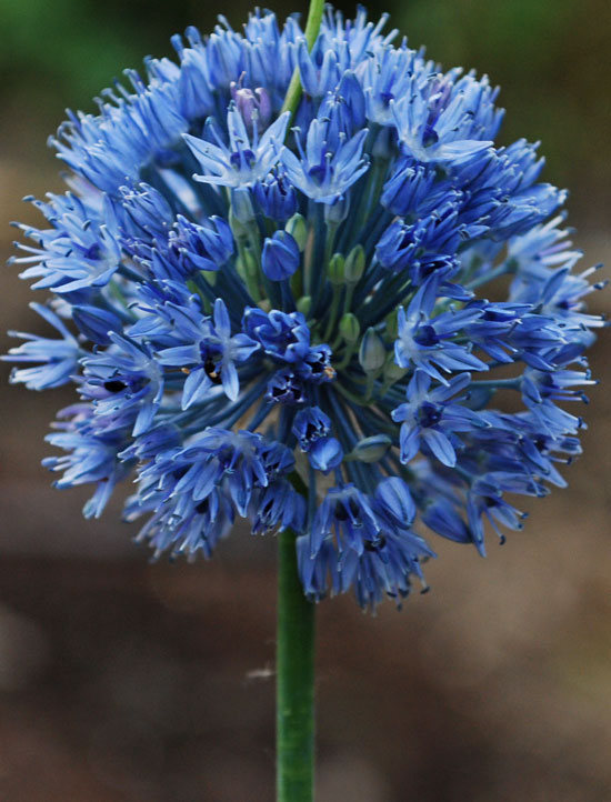 Nahaufnahme einer blauen, kugelförmigen Blütendolde des Zierlauchs (Allium) auf grünem Stiel