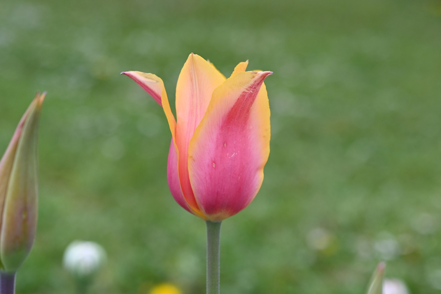 225252_Blushing_Lady_3 Nahaufnahme einer rosa-gelben Tulpenblüte mit gelben Rändern und sichtbarem Stiel, unscharfer grüner Wiese im Hintergrund und einer geschlossenen Knospe links im Bild