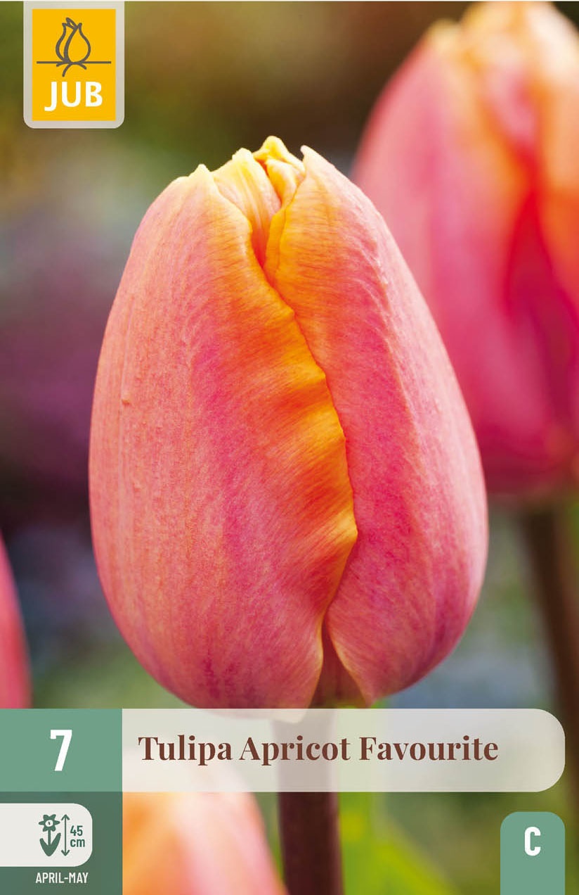 Einfache frühe Tulpen Apricot Favourite