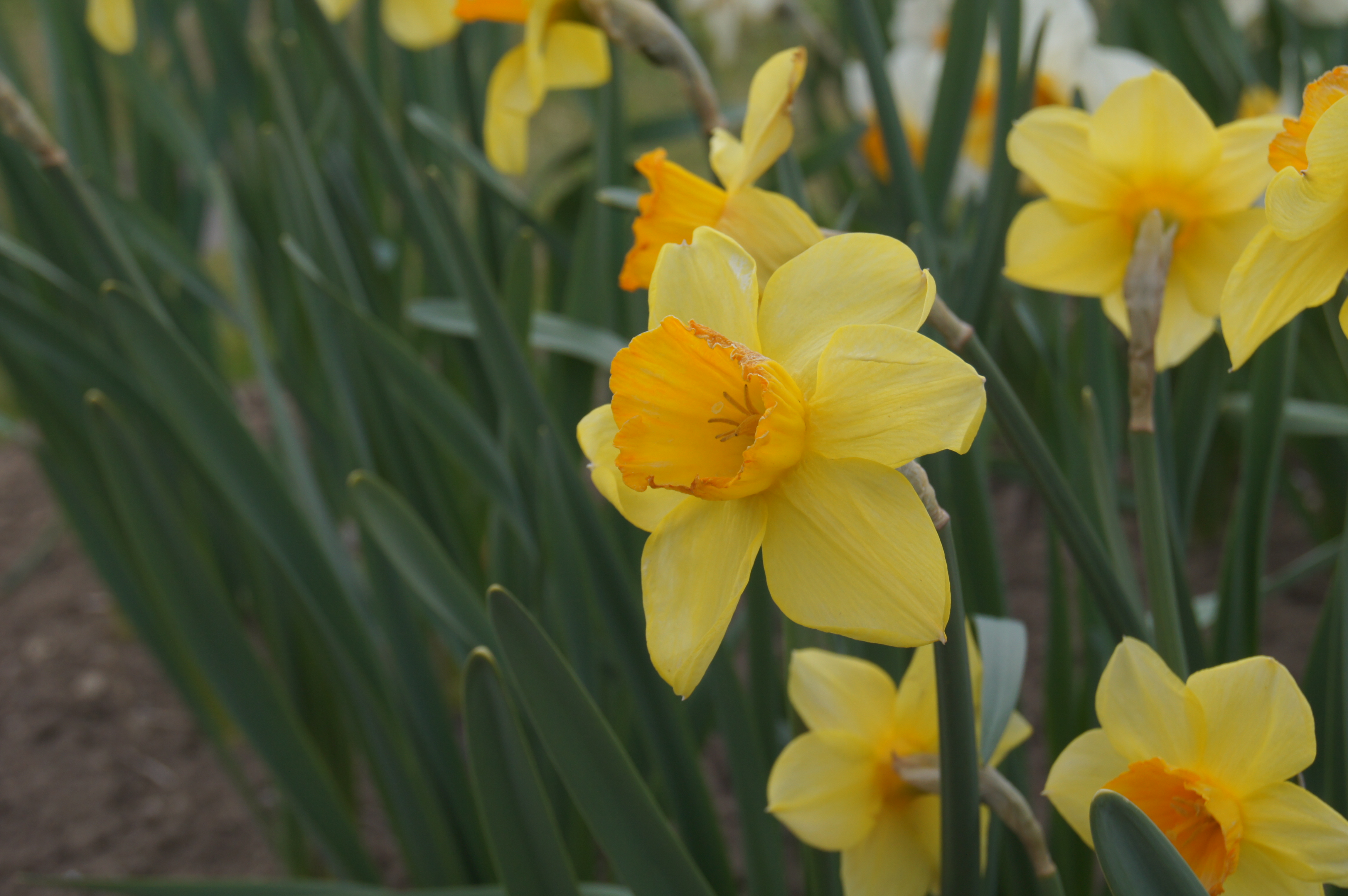 242622_Grosskronige Narzissen Loveday Nahaufnahme einer gelben Narzisse (Narcissus) mit orangefarbener Trompete und grünen Blättern im Beet