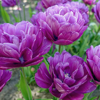 Gefüllte späte Tulpen Blue Spectacle