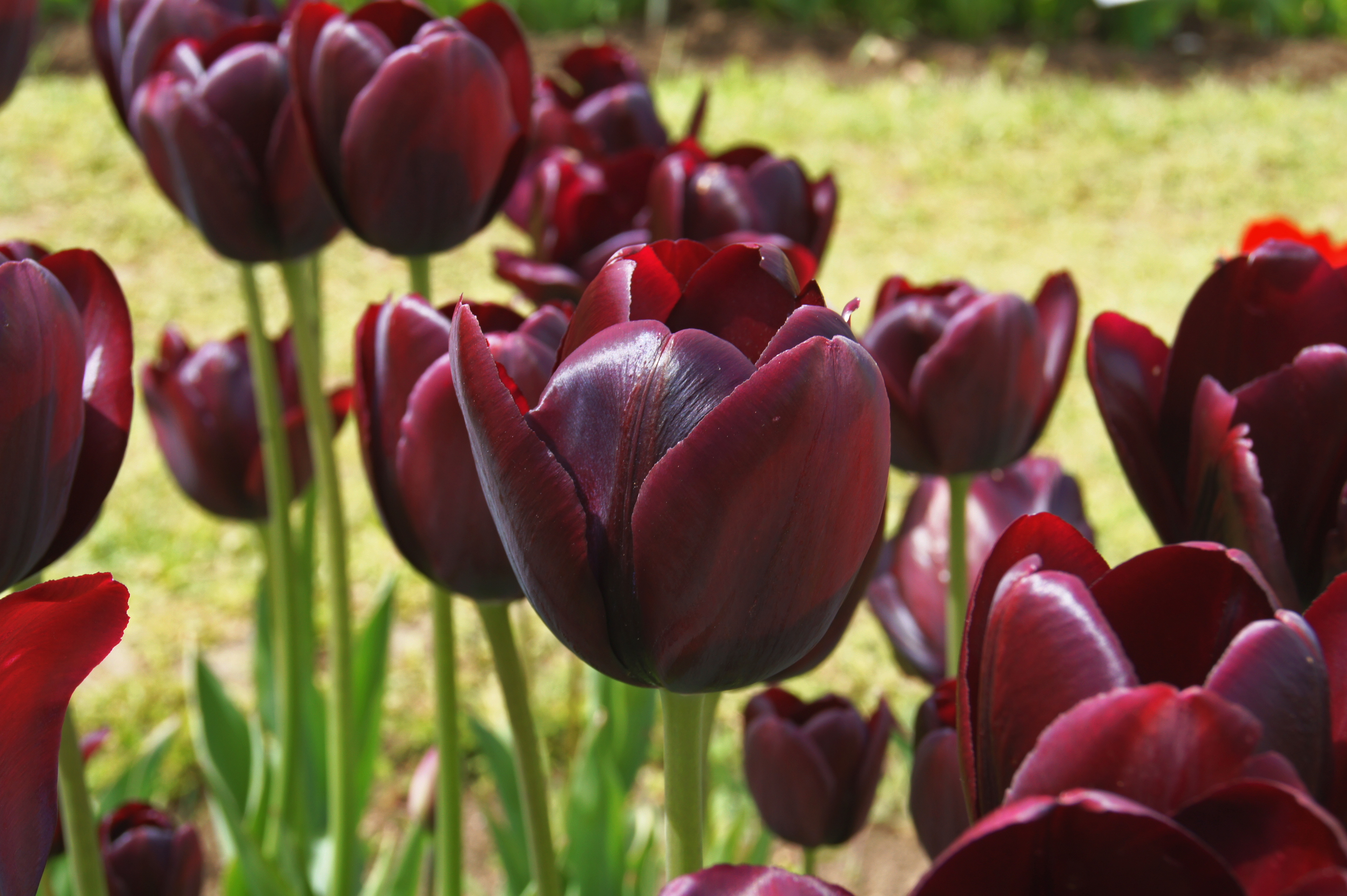 Nahaufnahme dunkelroter bis fast schwarzer Tulpen mit grünem Stängel- und Blattwerk im Garten
