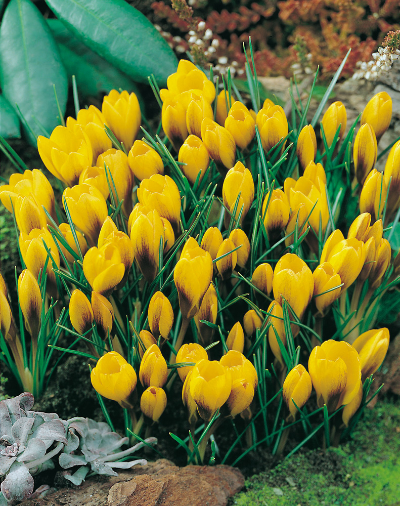 240805_Crocus chrysanthus Goldilocks_RGB Nahaufnahme gelber Krokusblüten im Beet mit schlanken grünen Blättern, Moos und Steinen