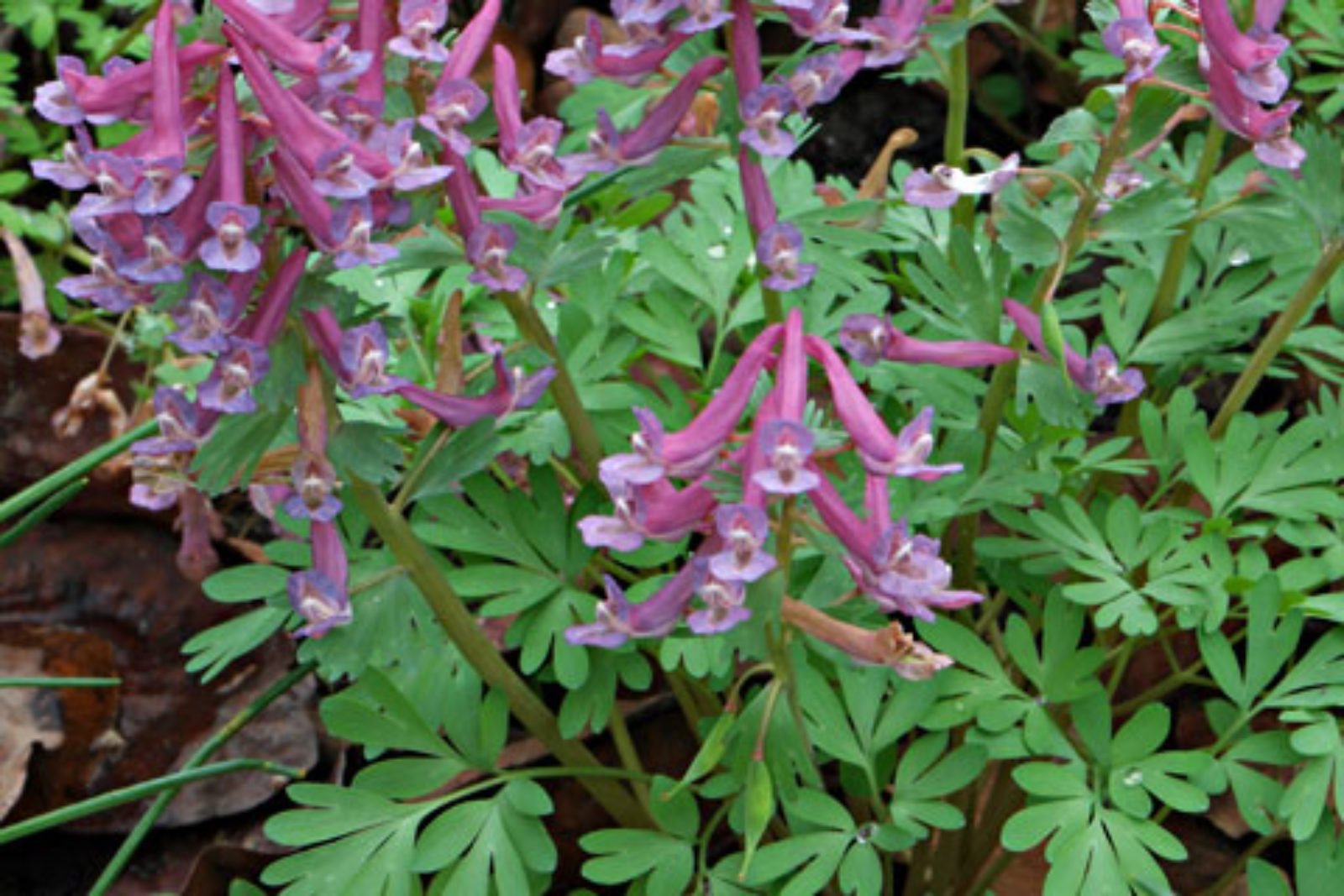 203101_Corydalis solida Nahaufnahme rosa-lila blühender Corydalis solida (Gefingerter Lerchensporn) mit gefiederten grünen Blättern im Beet