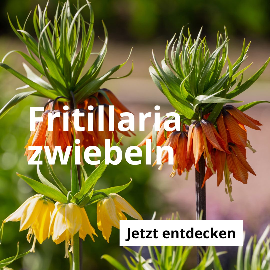 Fritillaria-Zwiebeln
