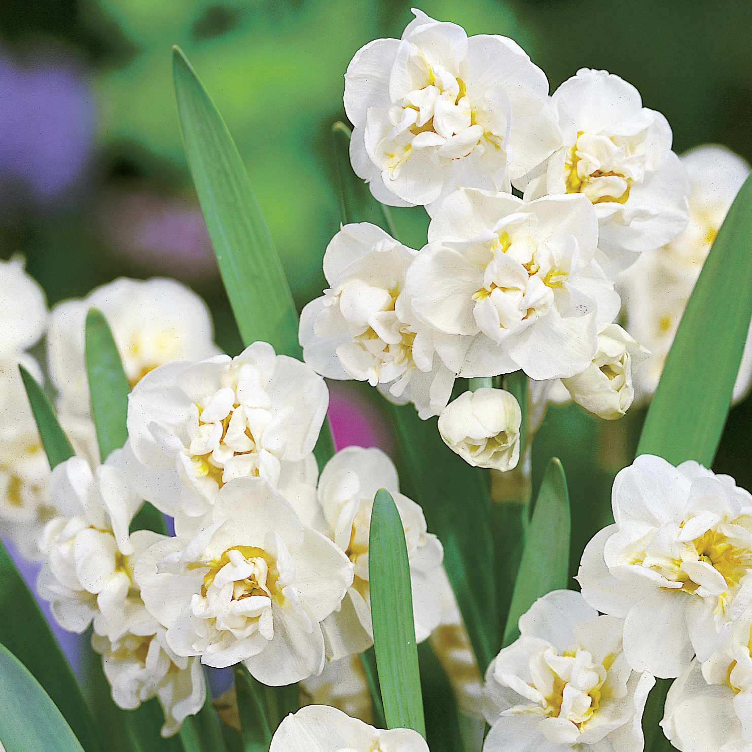 241081_Poetaz-Narzissen Bridal Crown FM Nahaufnahme von mehreren gefüllten weißen Narzissen (Narcissus) mit gelben, leicht orangefarbenen Zentren und langen grünen Blättern, ideal für Frühlingsarrangements.