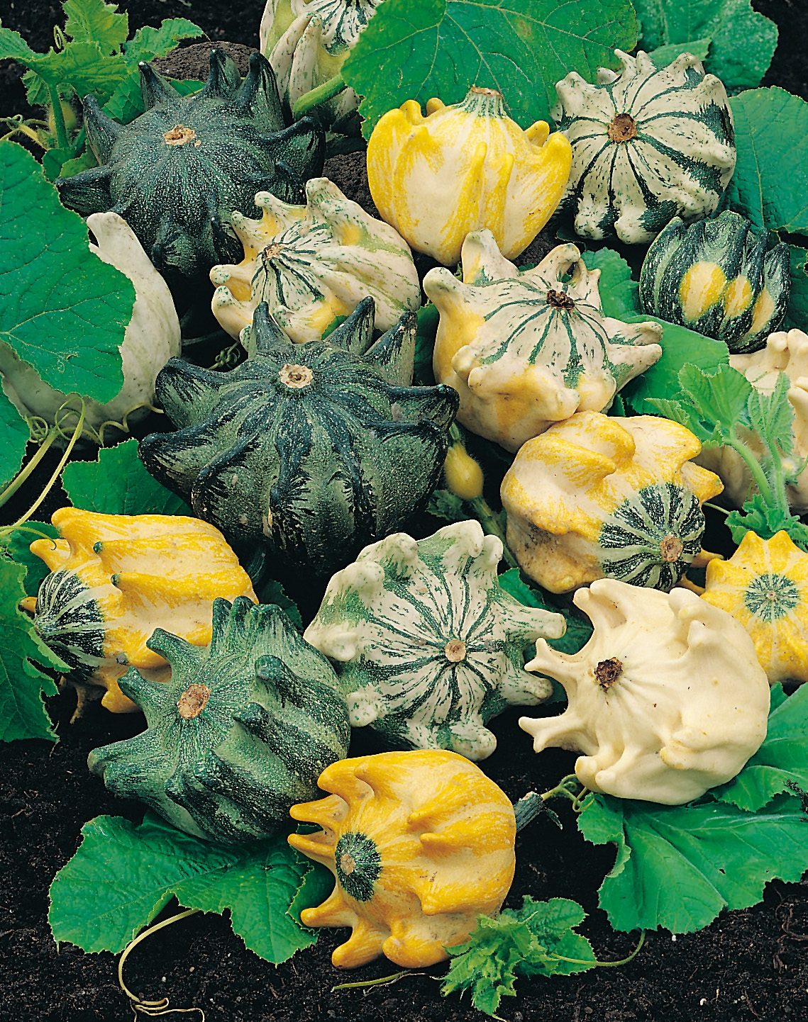 Zierkürbis Kronenmischung