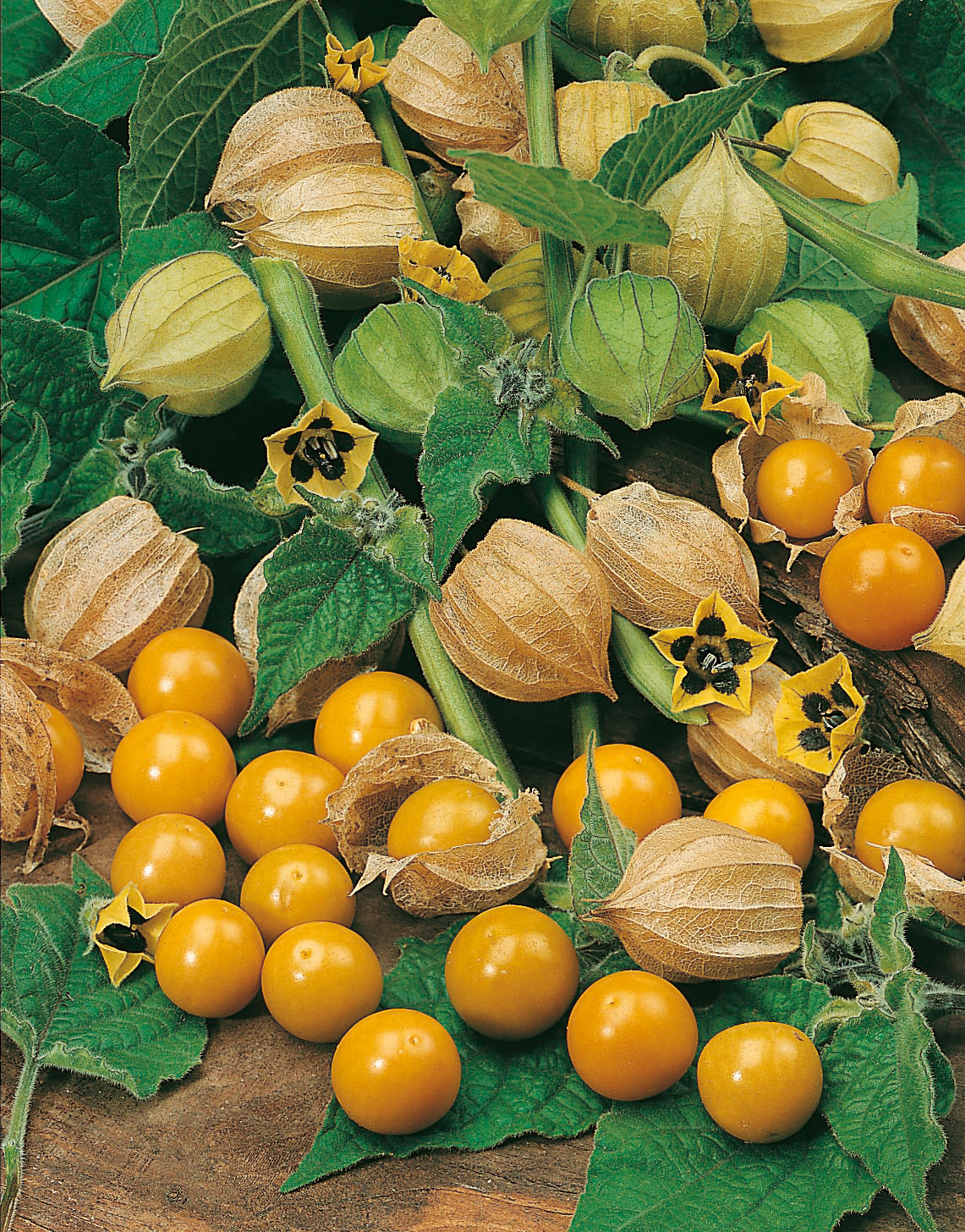 Andenbeeren Kapstachelbeeren