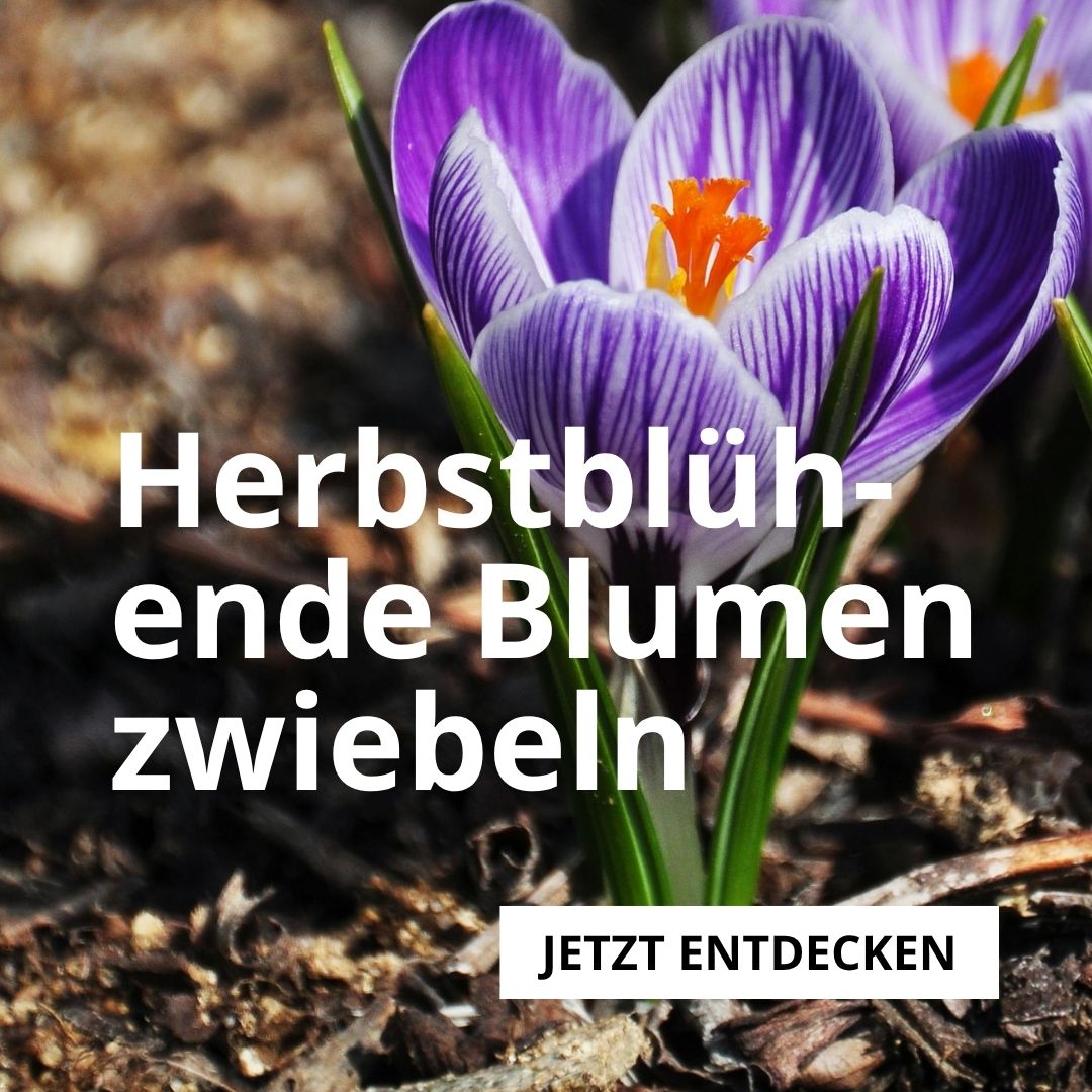 Herbstblühende Blumenzwiebeln Herbstblühende Blumenzwiebeln