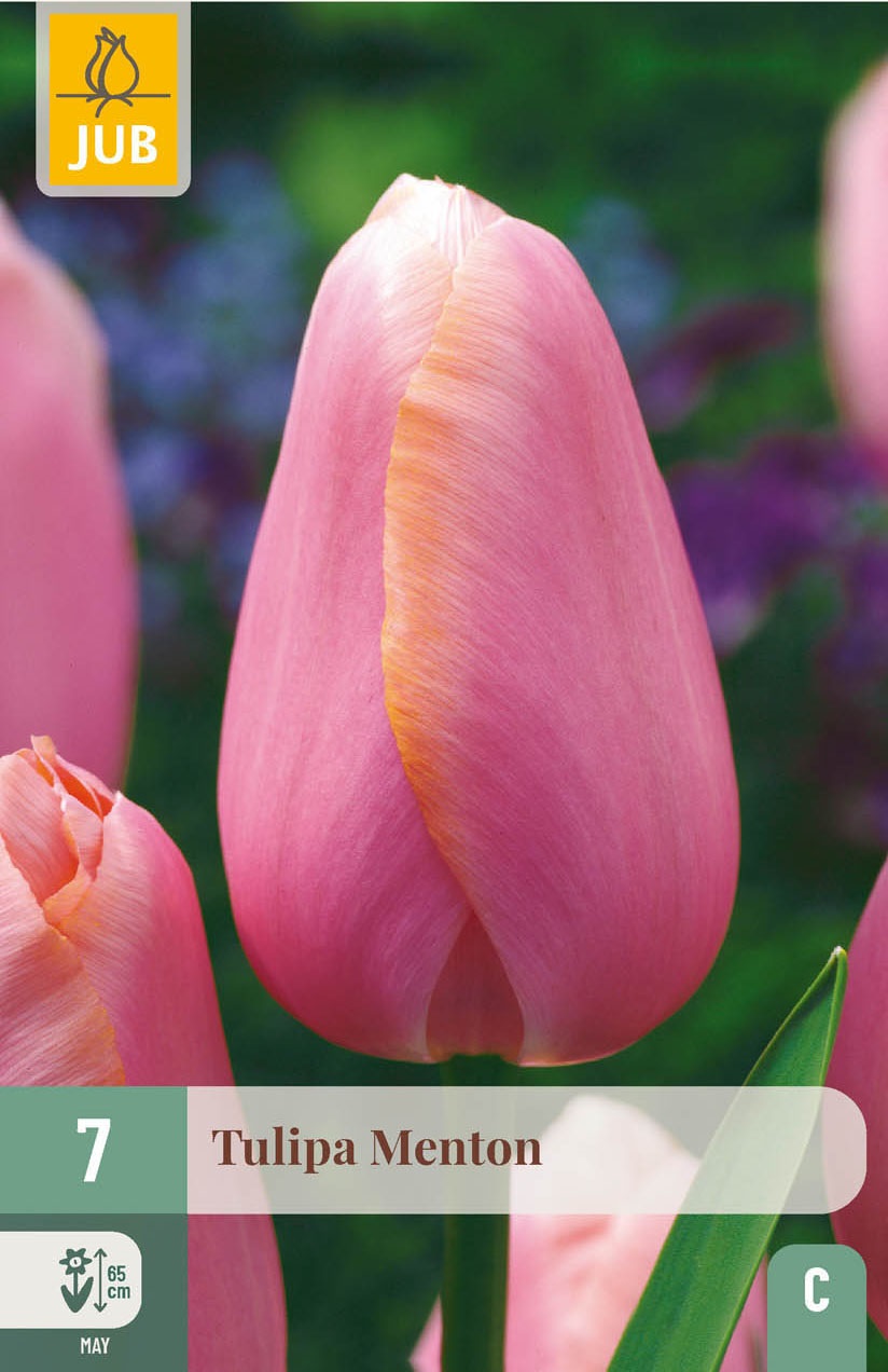 Einfache späte Tulpen Menton