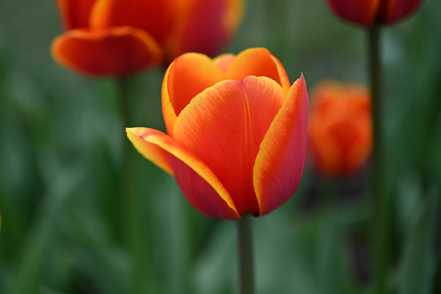 Nahaufnahme einer rot-orange Tulpe mit gelbem Rand vor unscharfem grünem Hintergrund