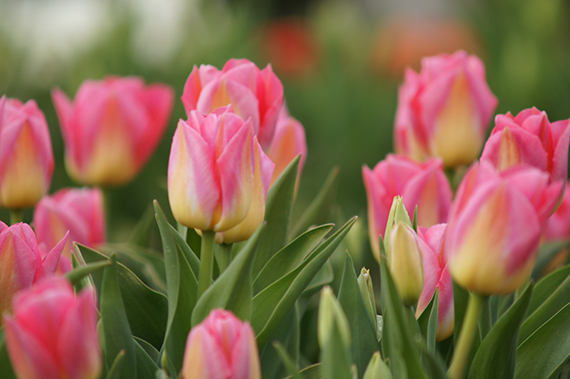 223802_TriumphTulpen Tom Pouce_1 Nahaufnahme von rosa-gelb gestuften Tulpenblüten mit grünen Blättern in einem Frühlingsgarten