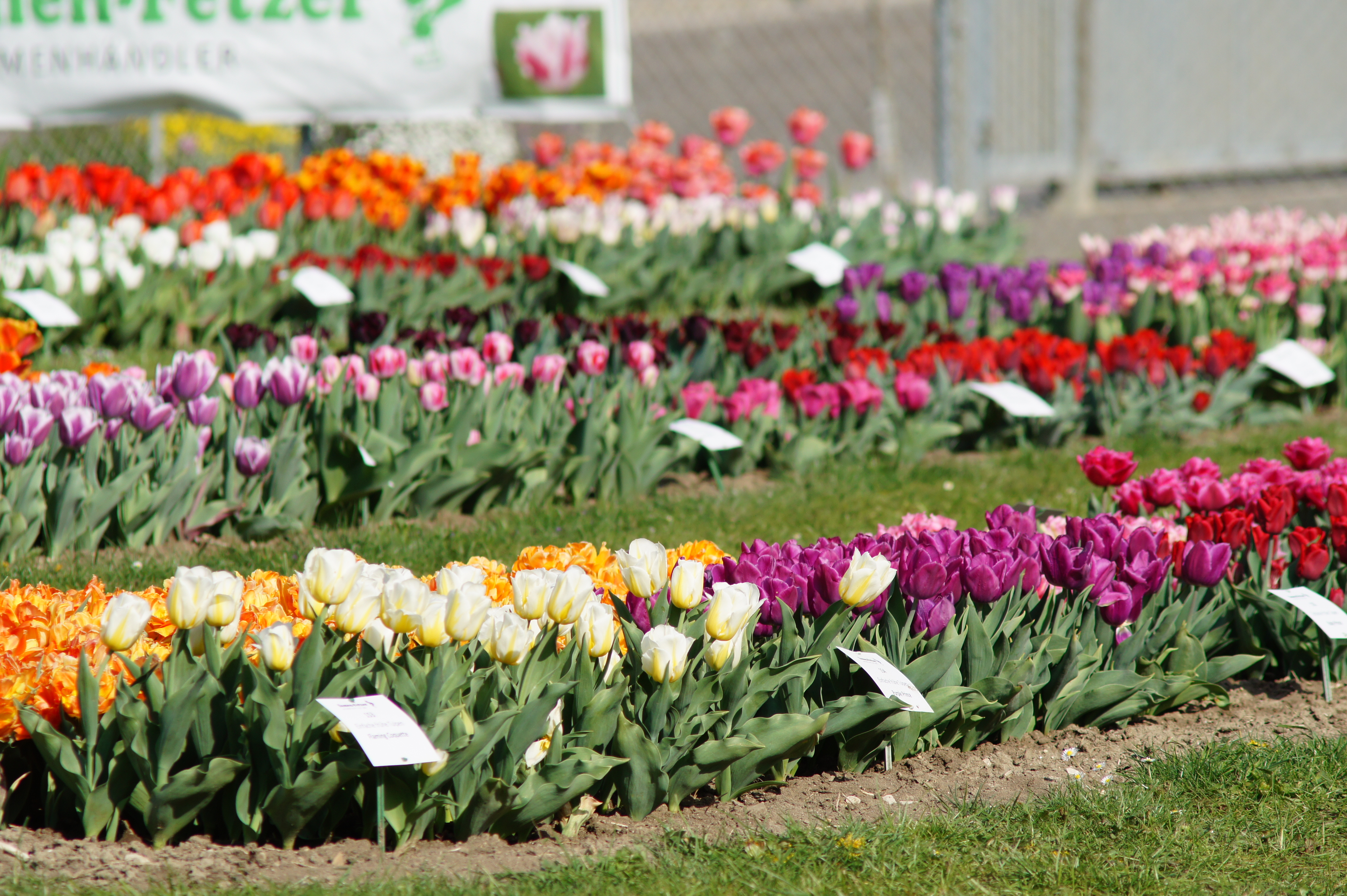 Vielfältige Tulpen in verschiedenen Farben und Formen, angeordnet in einem Gartenbeet