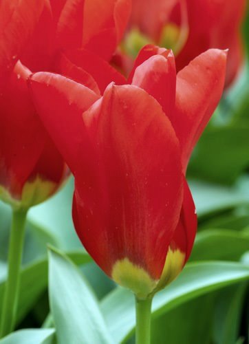 236272_Fosteriana-Tulpen Madame Lefeber Nahaufnahme einer roten Tulpenblüte mit gelbem Blütenboden und grünen Blättern im Hintergrund