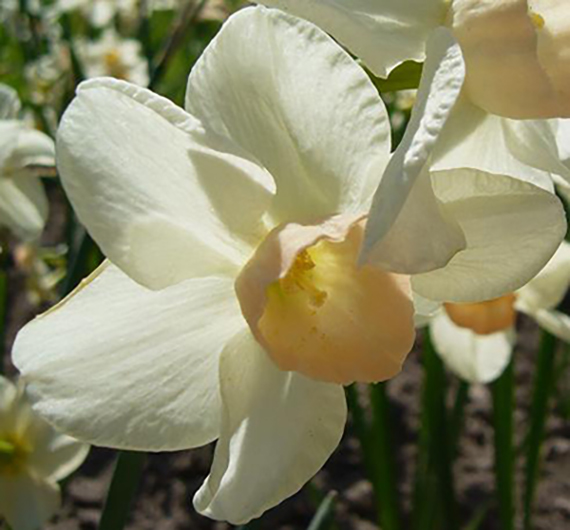 Cyclamineus-Narzissen Iwona