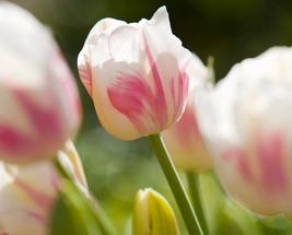Schöne rosa-weiße Tulpe im blühenden Garten Nahaufnahme einer rosa-weißen Tulpe umgeben von weiteren Tulpen im Garten