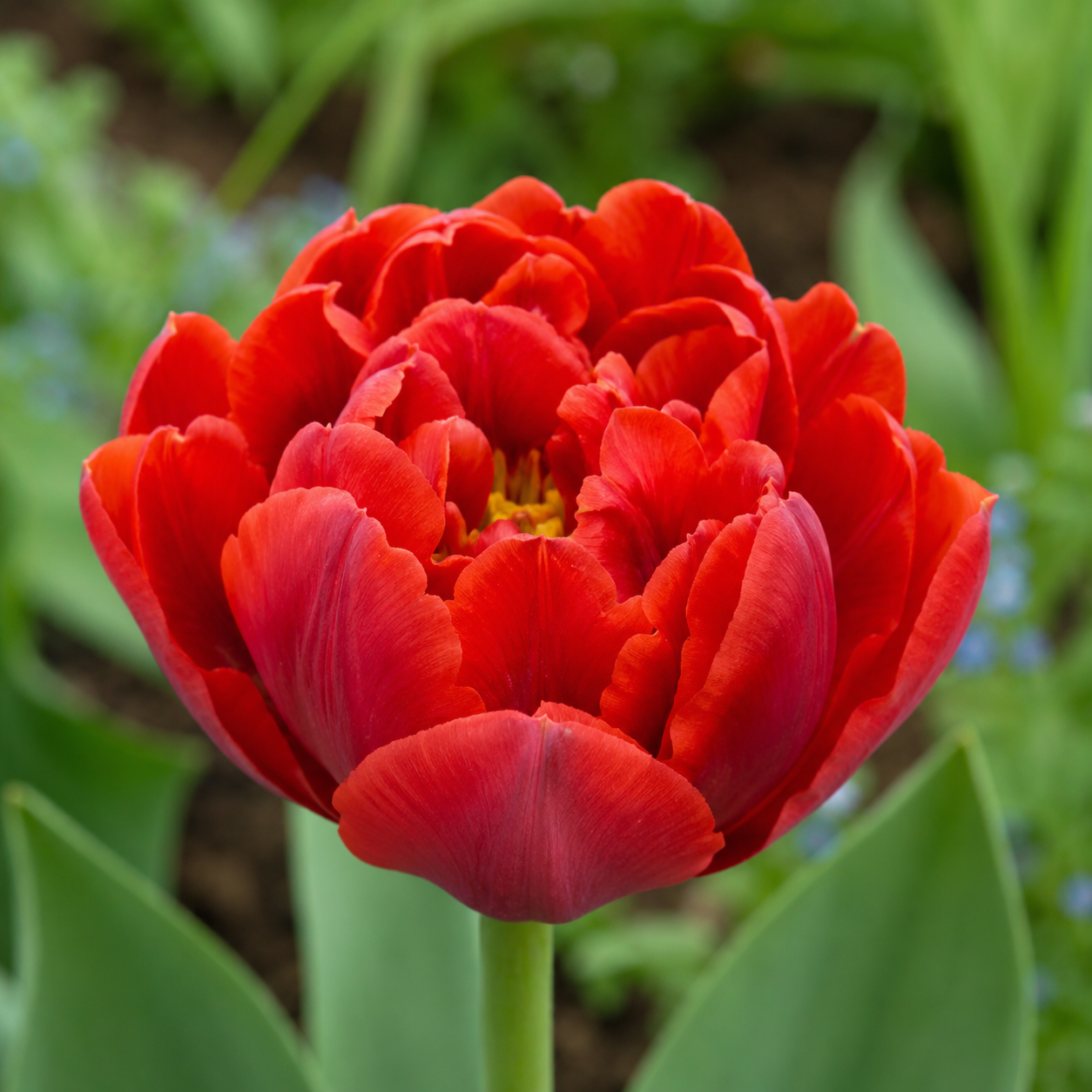 Gefüllte frühe Tulpen Abba