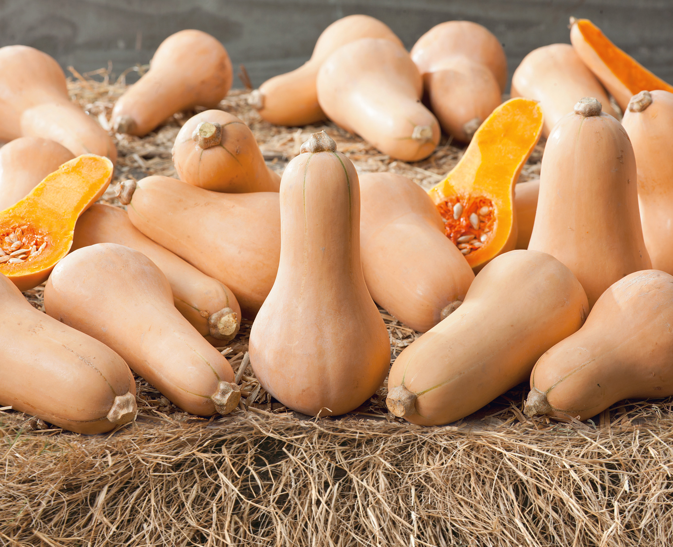 Speisekürbis (Bio) Early Butternut Tiana F1