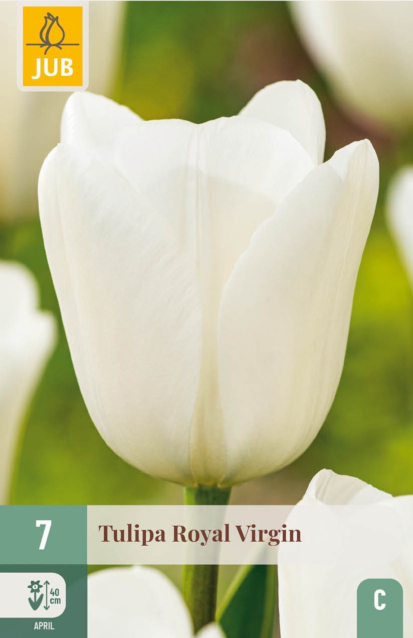 Triumph-Tulpen Royal Virgin