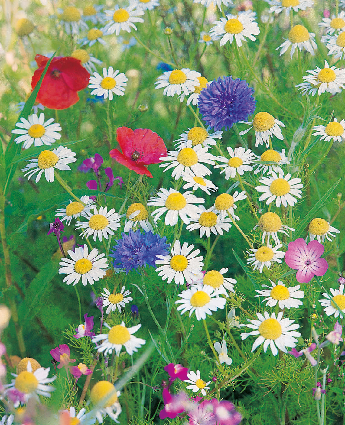 Vielfältige Blumenwiese mit weißen Margeriten, roten Mohnblumen und blauen Kornblumen.