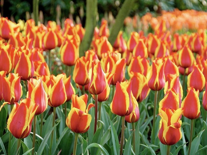234652_Greigii-Tulpen Cape Cod_1 Greigii-Tulpen Cape Cod