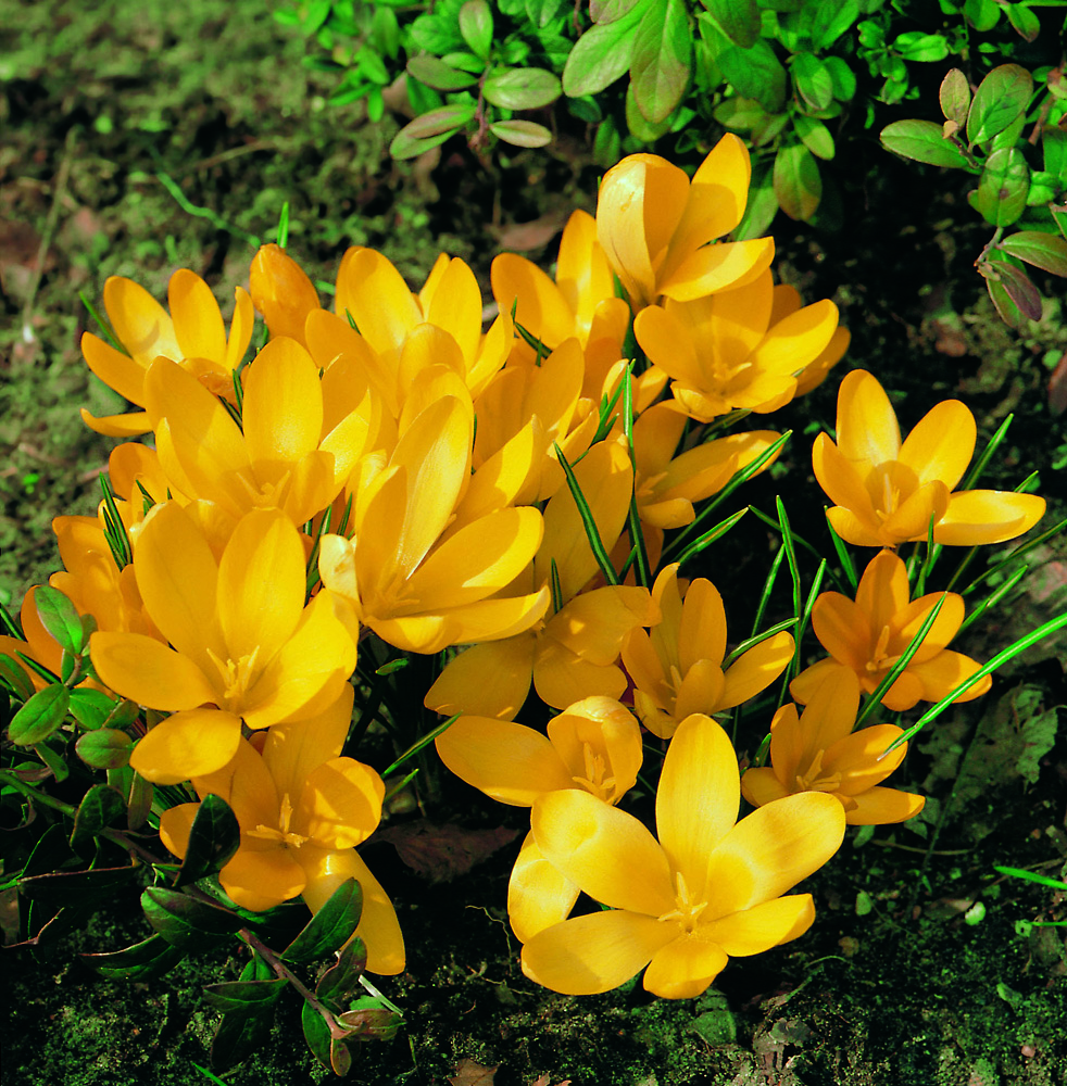 252937_Crocus flavus Nahaufnahme eines Büschels gelber Krokusblüten (Crocus) in einer sonnigen Gartenrabatte