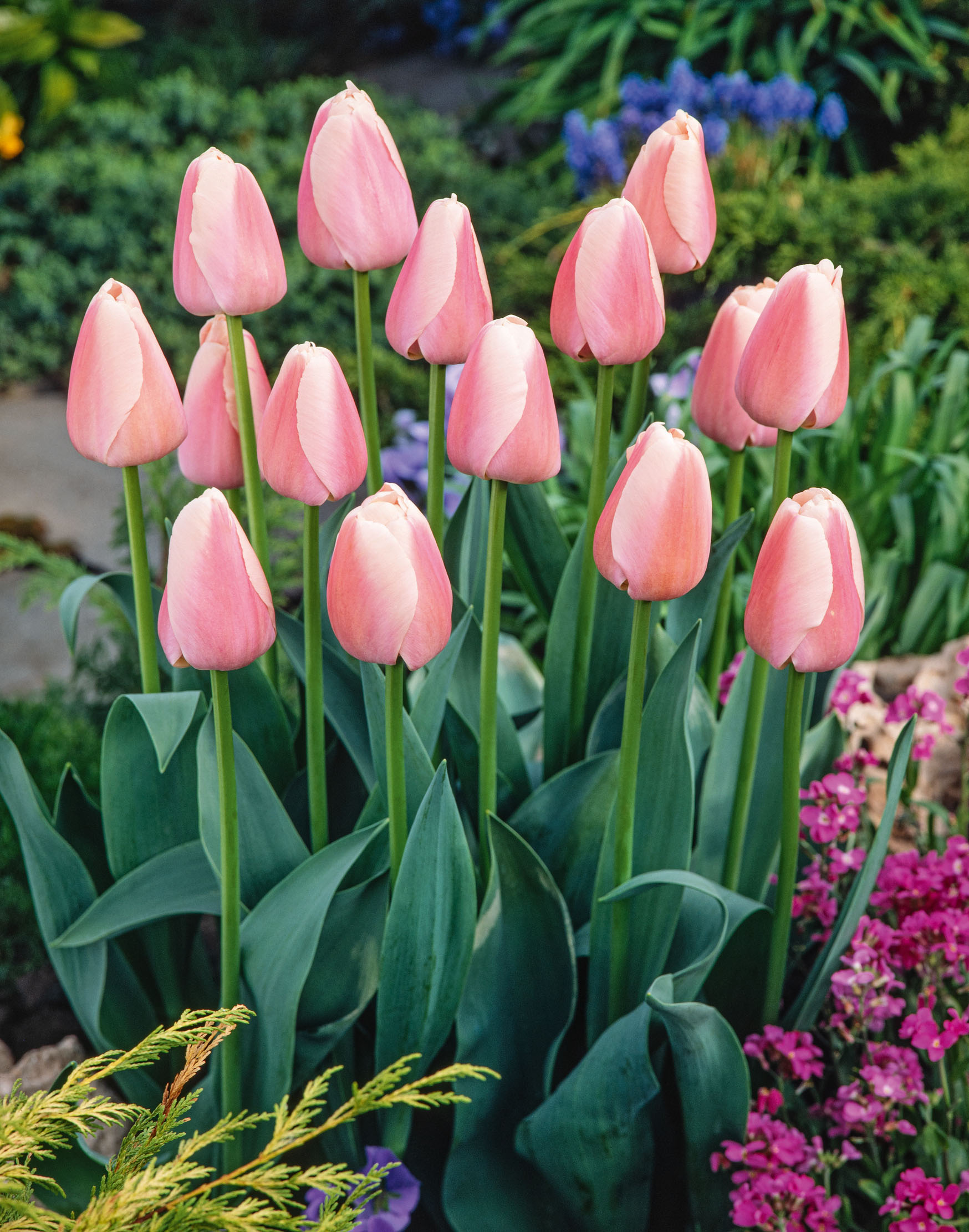 Darwin-Hybrid-Tulpen Olllioules