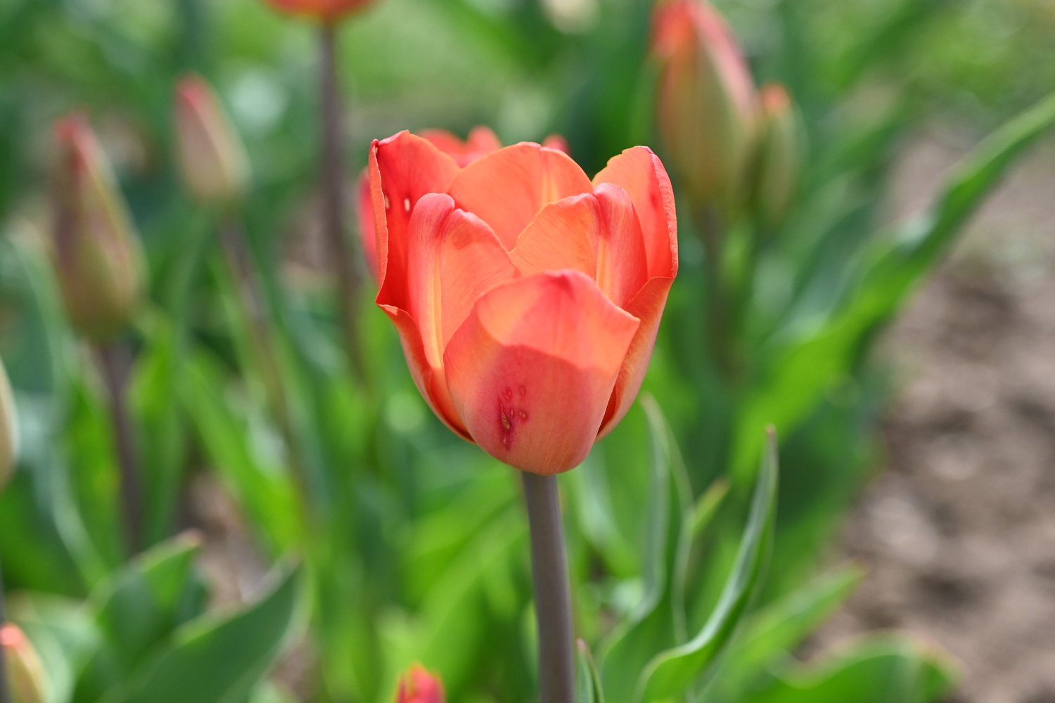 323592_Charade_2 Nahaufnahme einer orange-roten Tulpe mit geöffneten Blütenblättern vor unscharfem grünem Gartenhintergrund