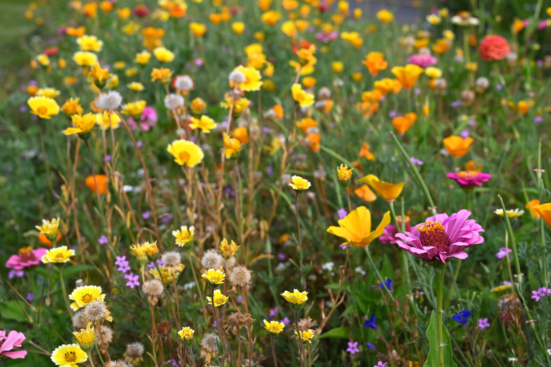 Sommerblumenmischung Blumenkinder