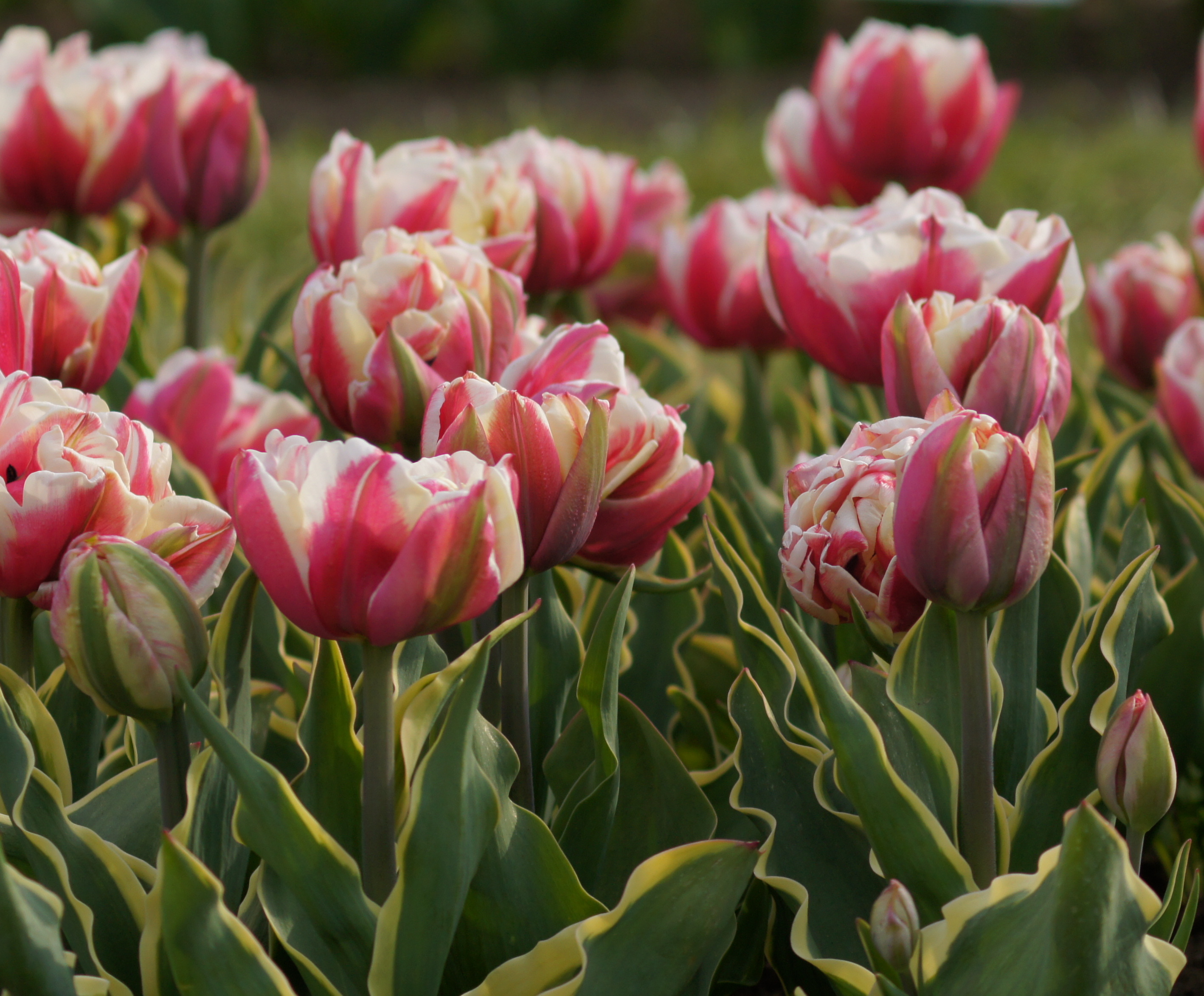 Gefüllte späte Tulpen Toplips