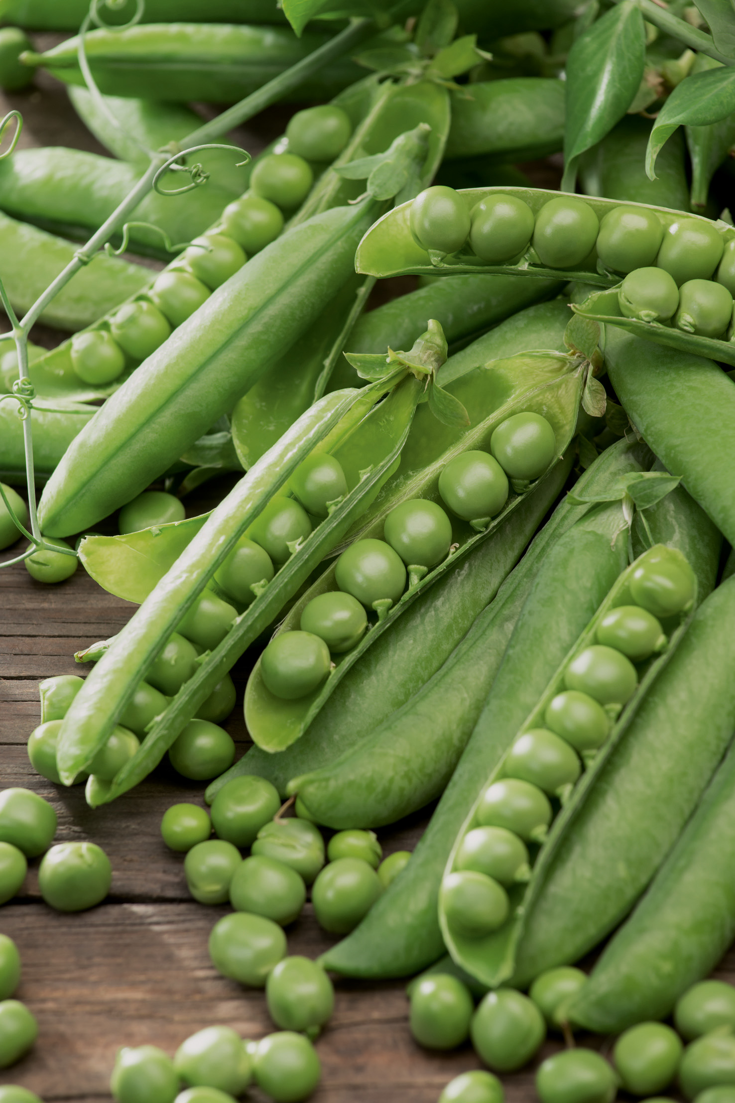 Markerbsen Wunder von Kelvedon