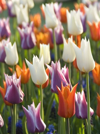 22018_Tiffany-Mix_2 Nahaufnahme mehrfarbiger Tulpen im Frühlingsgarten, weiße, orange, rosa und violette Tulpenblüten in einem Blumenbeet