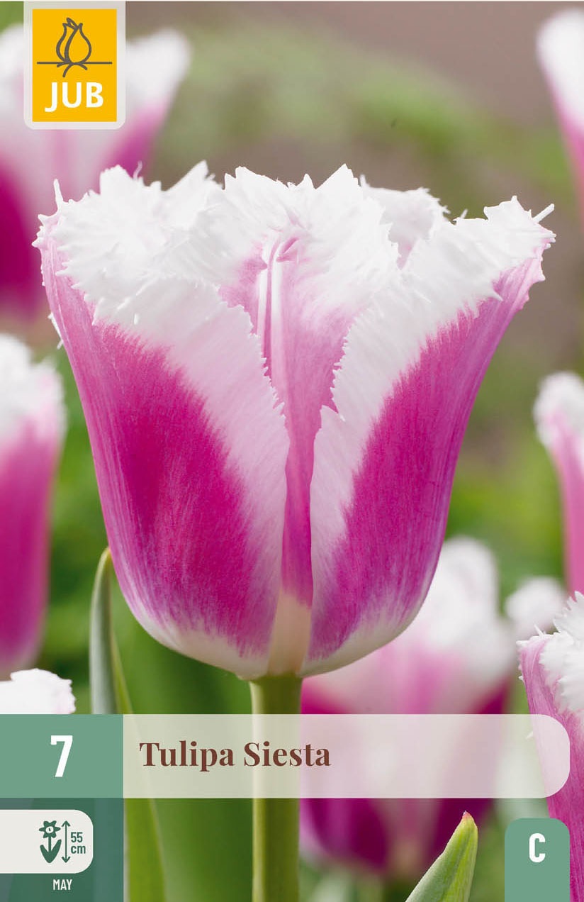 Crispa-Tulpen Siesta