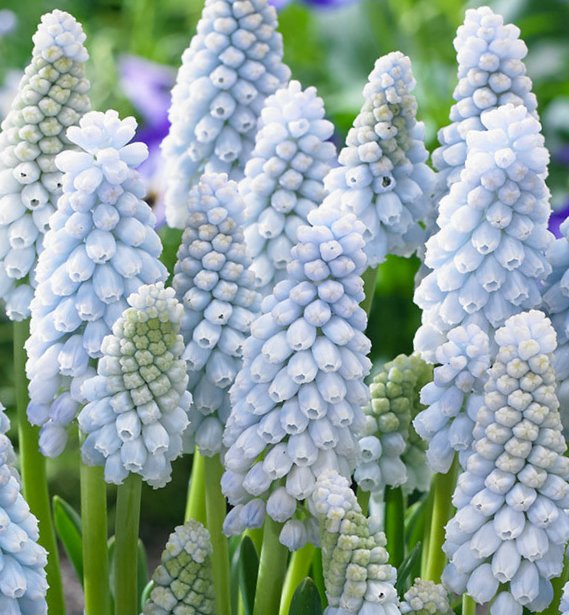 264382_Muscari Peppermint_1 Nahaufnahme blassblauer Traubenhyazinthen (Muscari) mit dichten, kerzenartigen Blütentrauben auf grünen Stielen im Frühling.