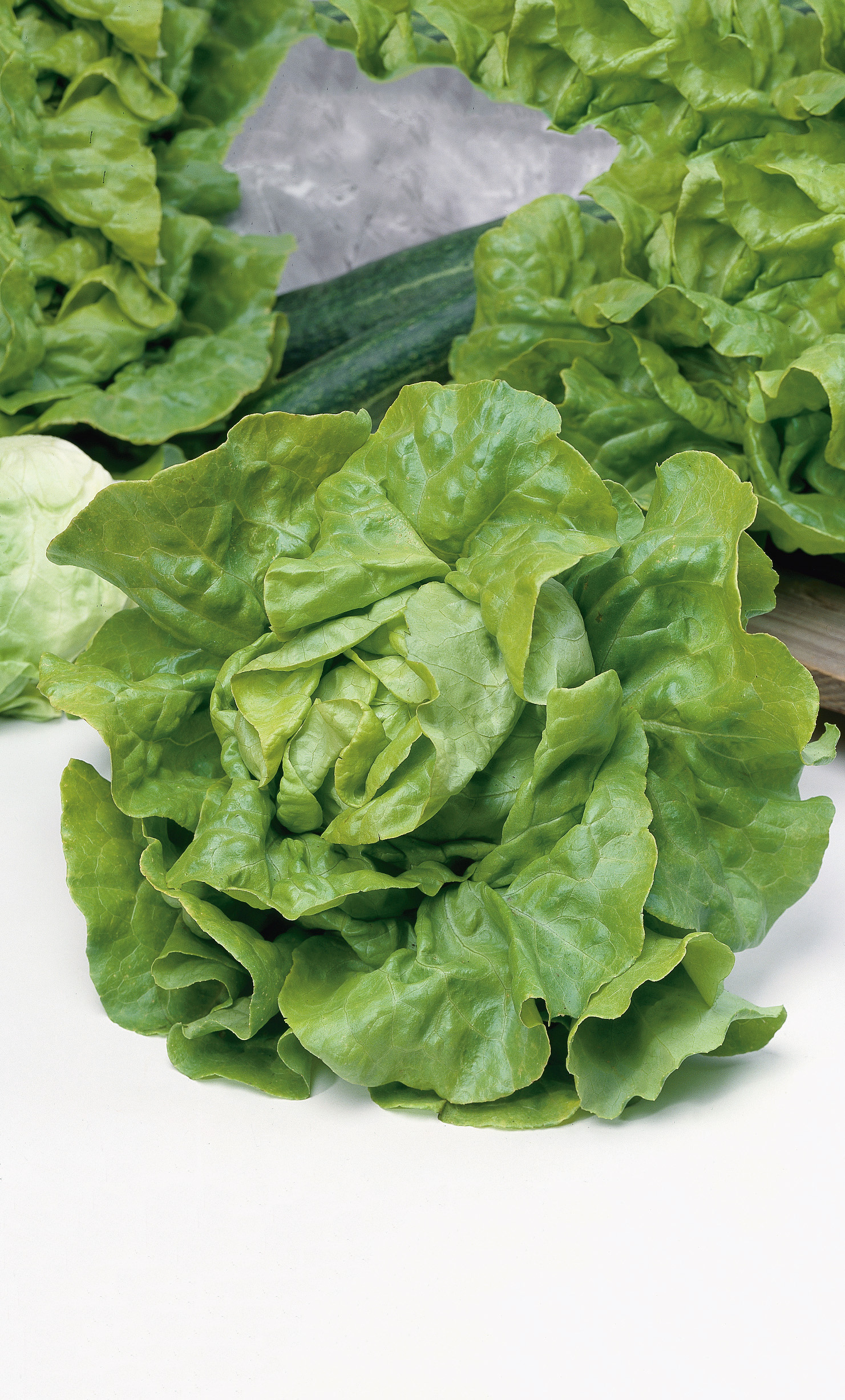 Kopfsalat Appia