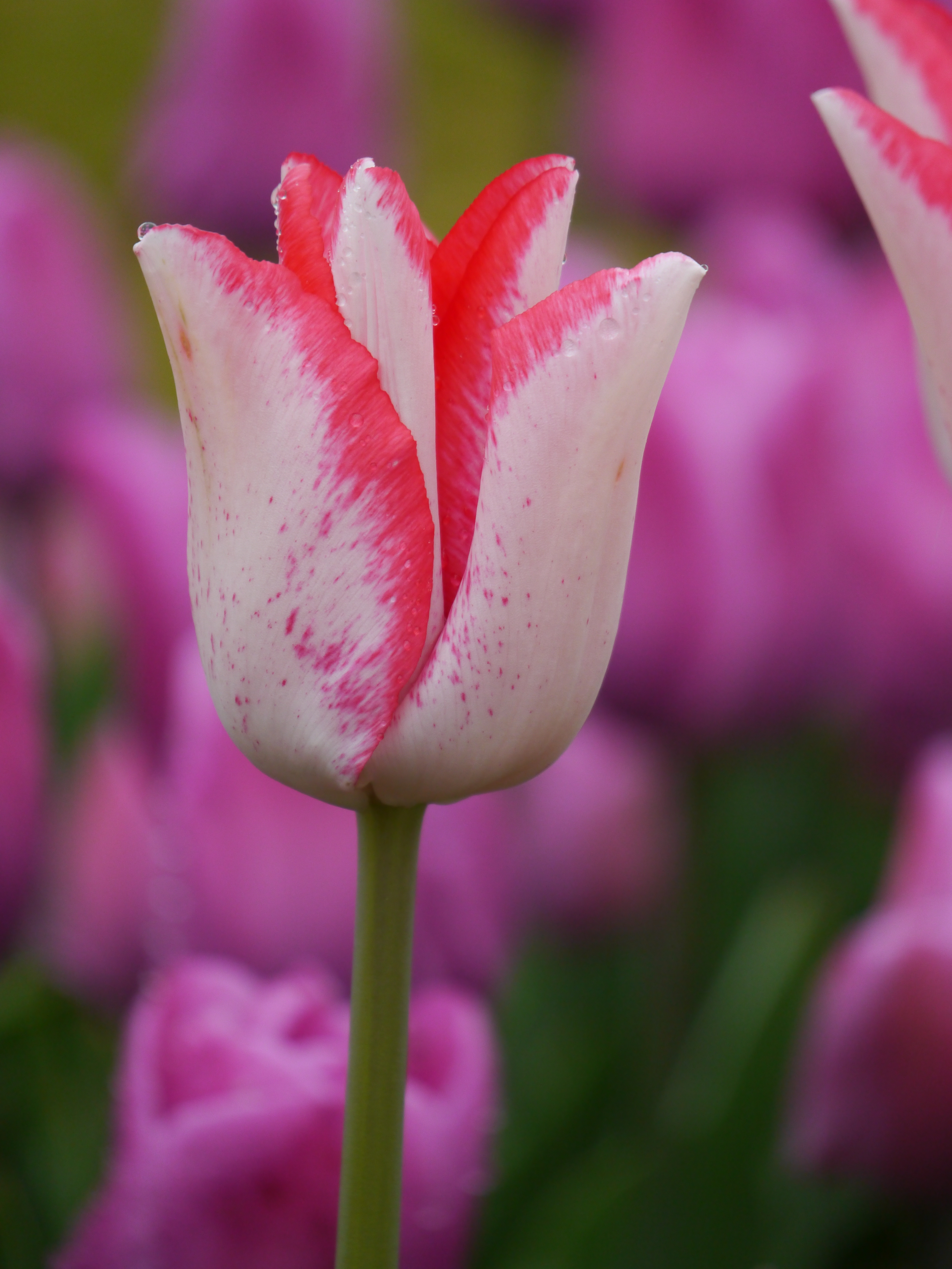 224462_Triumph-Tulpen Beauty Trend Nahaufnahme einer rosa-weiß gesprenkelten Tulpenblüte mit Wassertropfen vor unscharfem rosa Hintergrund