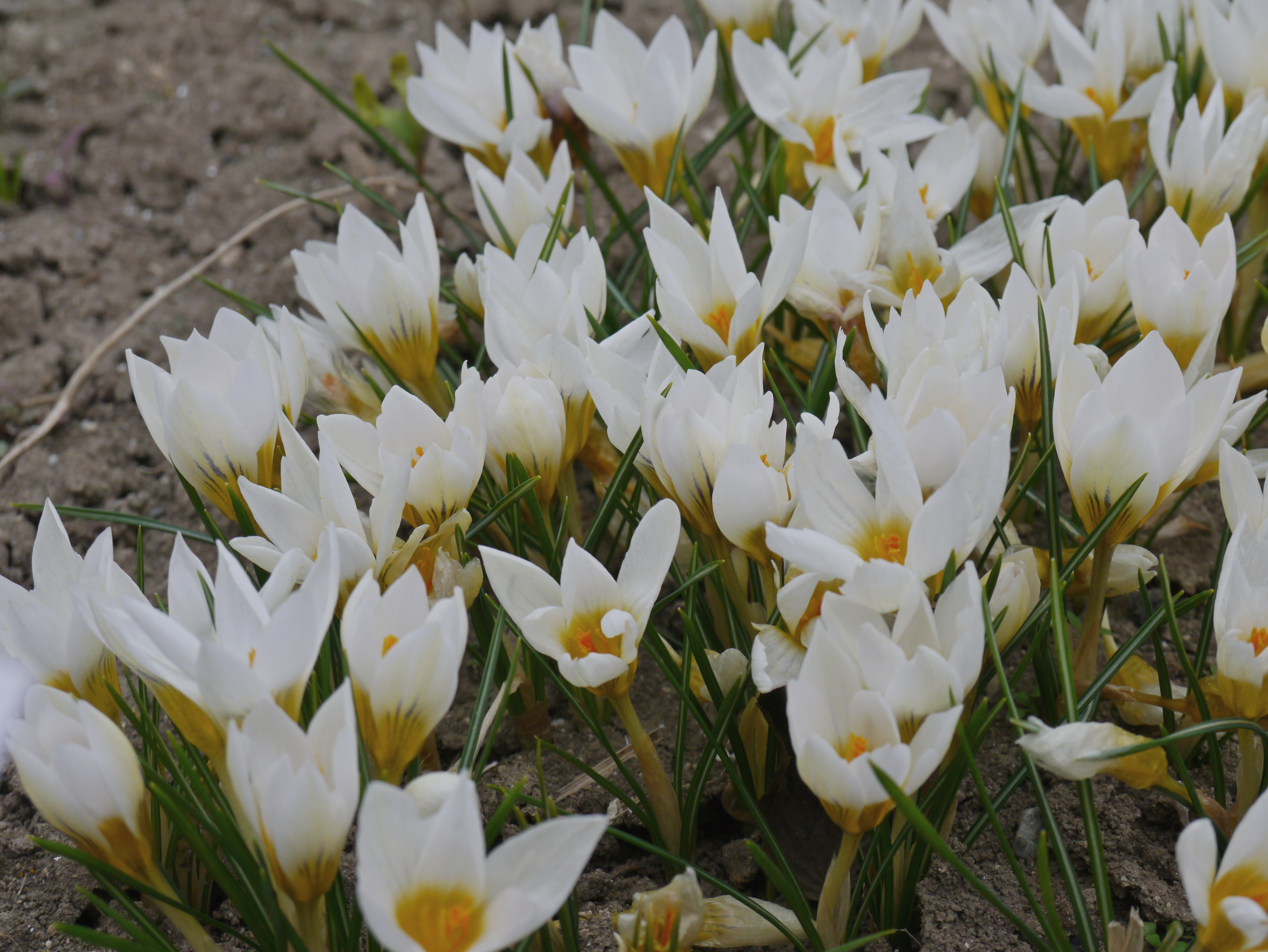 240845_Crocus chrysanthus Snowbunting_1 Nahaufnahme mehrerer weißer Krokusse mit gelbem Inneren und schmalen grünen Blättern, dicht im Beet wachsend