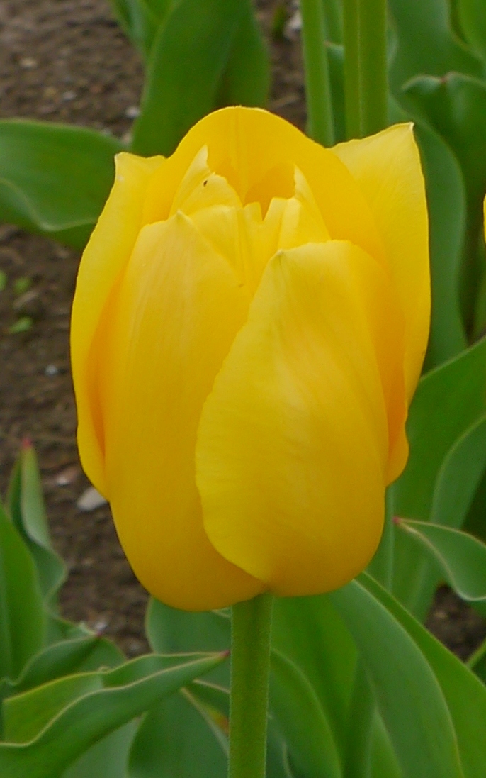 226352_Einf. späte Tulpen Big Smile Nahaufnahme einer gelben Tulpe mit grünem Stiel und Blättern im Hintergrund