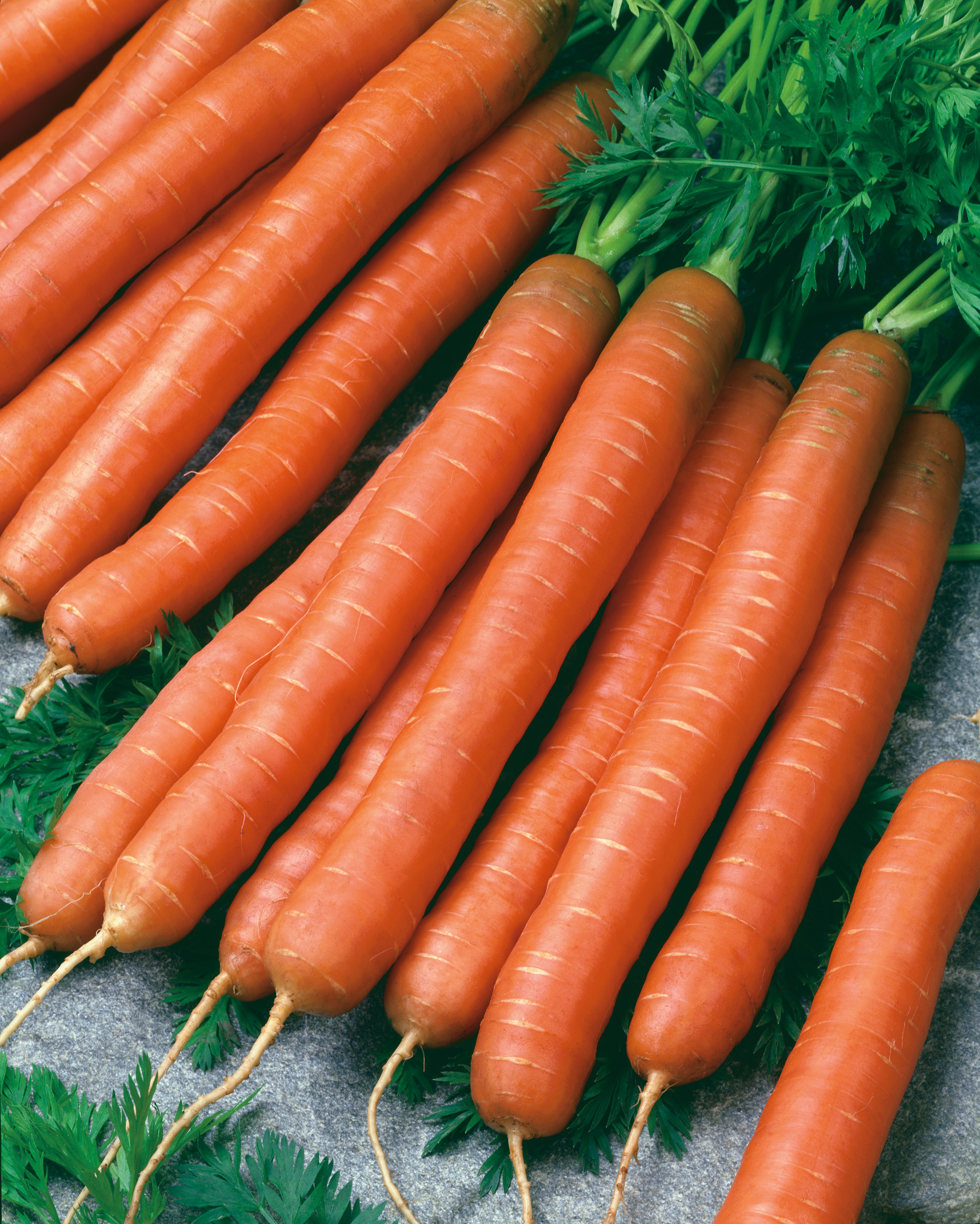 Möhren (Pillensaat) Lange rote stumpfe, o. Herz