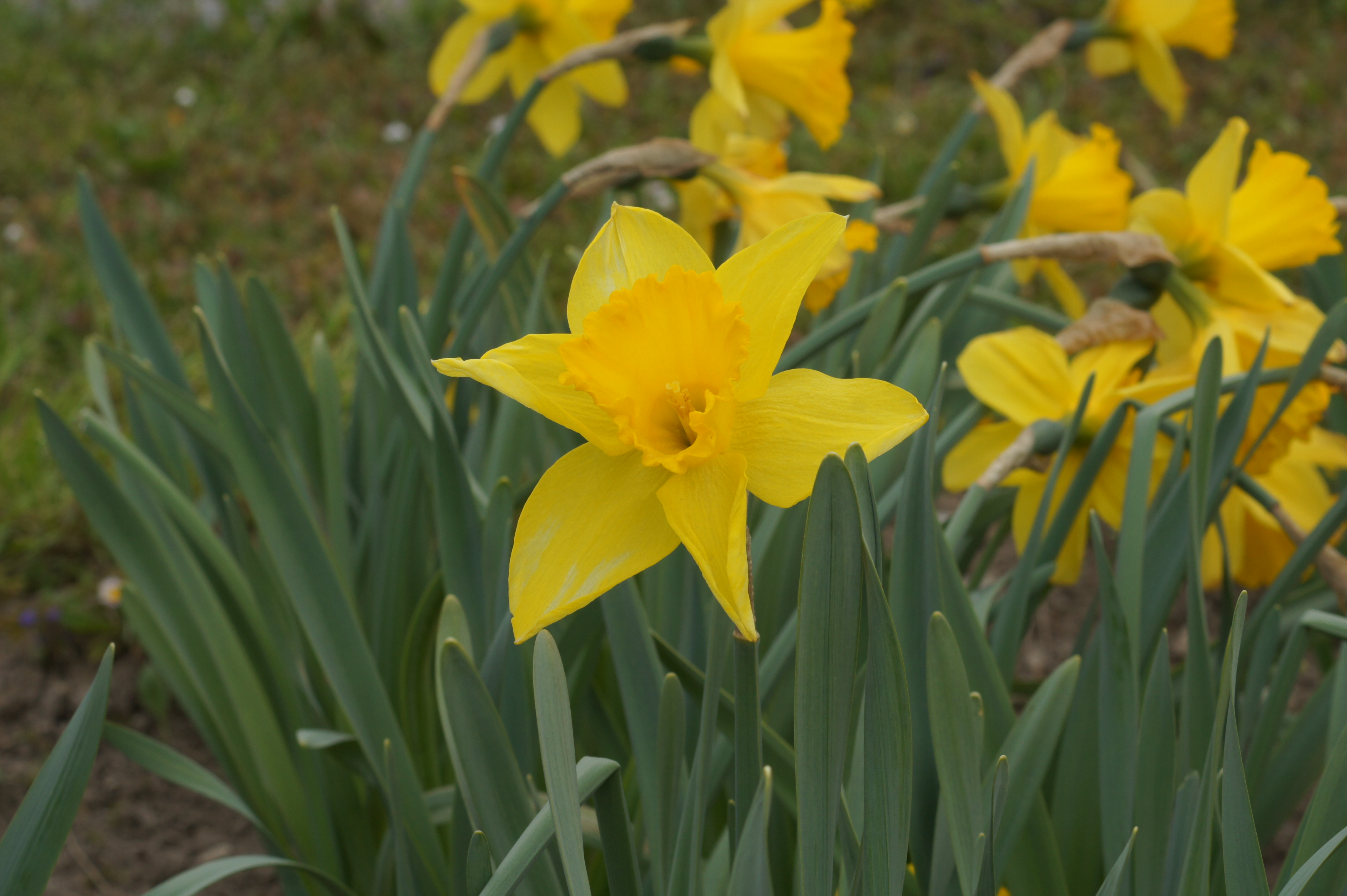 Nahaufnahme einer gelben Narzisse (Osterglocke) mit grünen Blättern im Beet, Frühlingsblüte