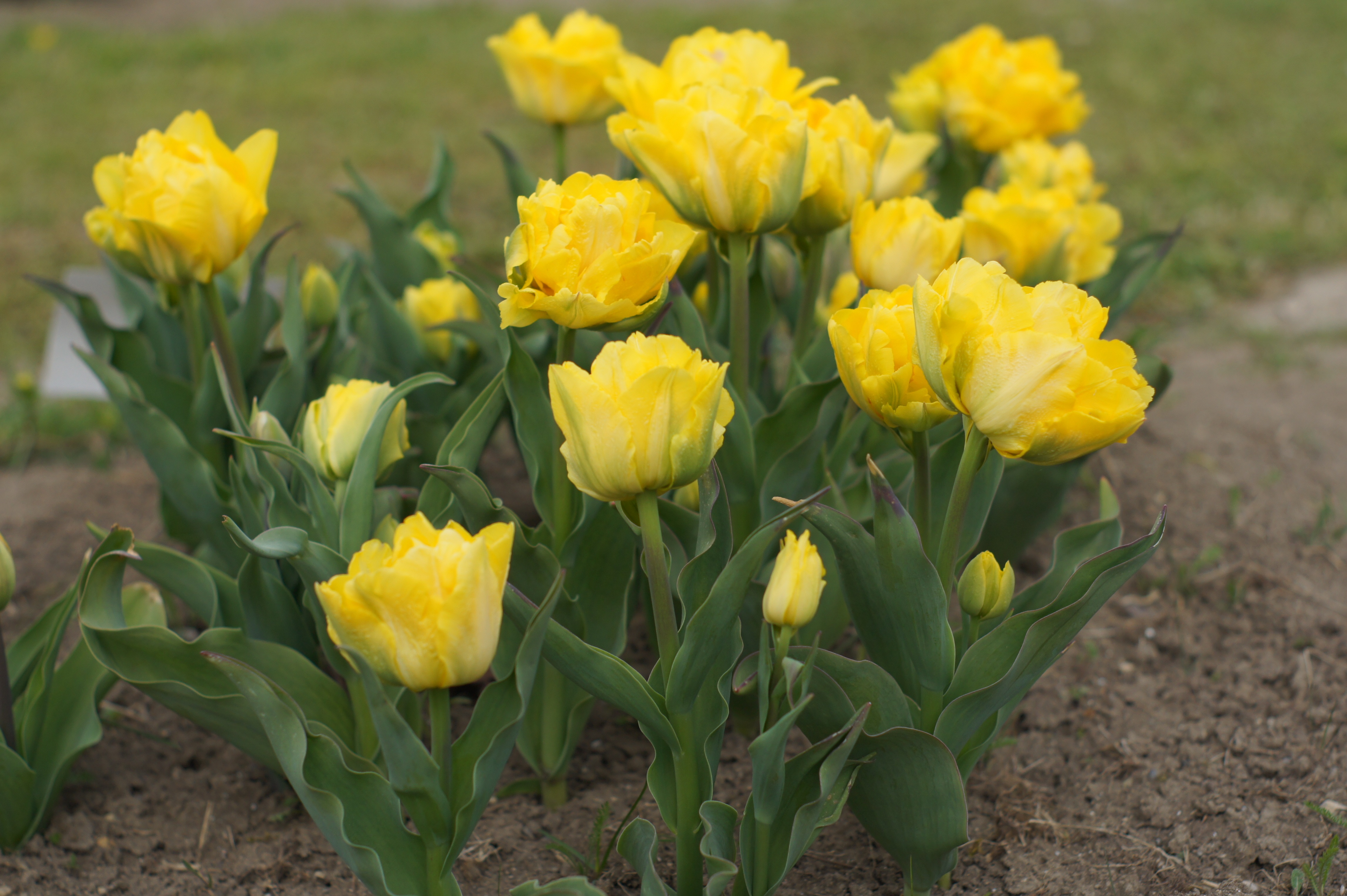 Gefüllte frühe Tulpen Limousine