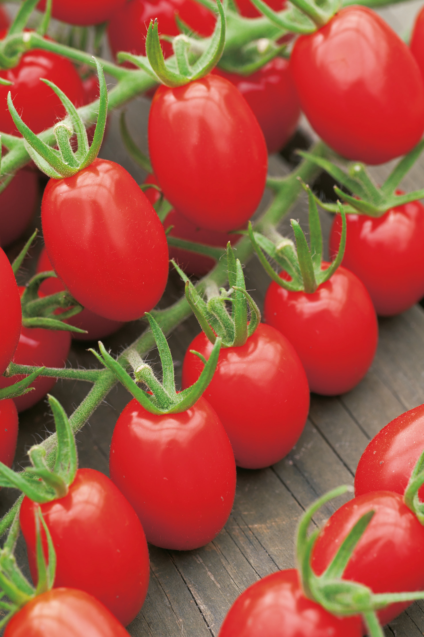 Pflaumen-Cherry-Tomaten Dasher F1