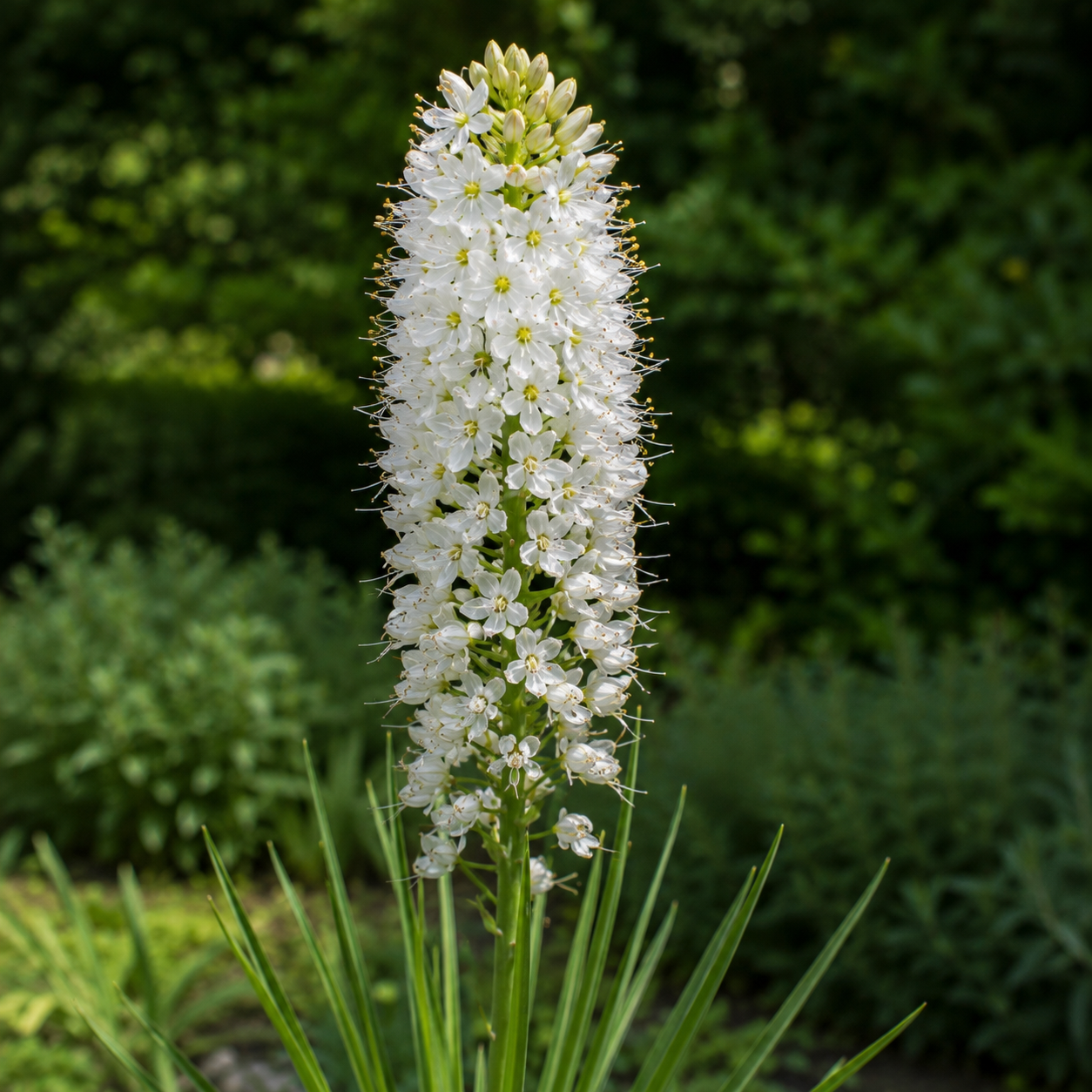 Eremurus himalaicus