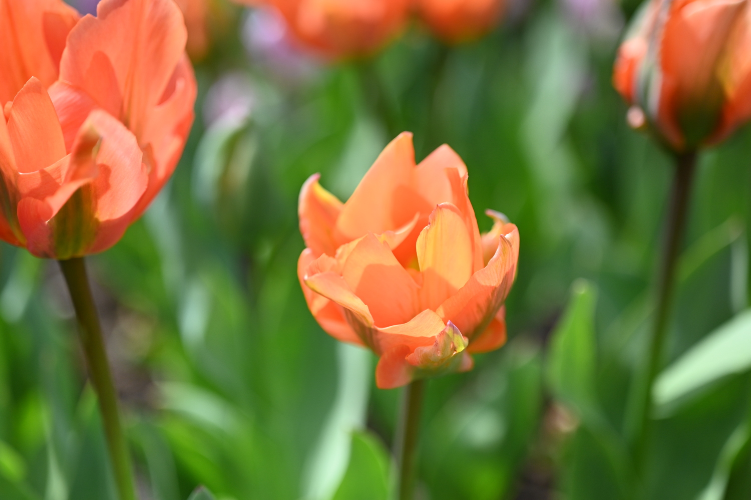 222331_Disneyland_Paris Nahaufnahme einer leuchtend orangefarbenen Tulpe mit geöffneten Blütenblättern vor grüner, unscharfer Gartenkulisse.