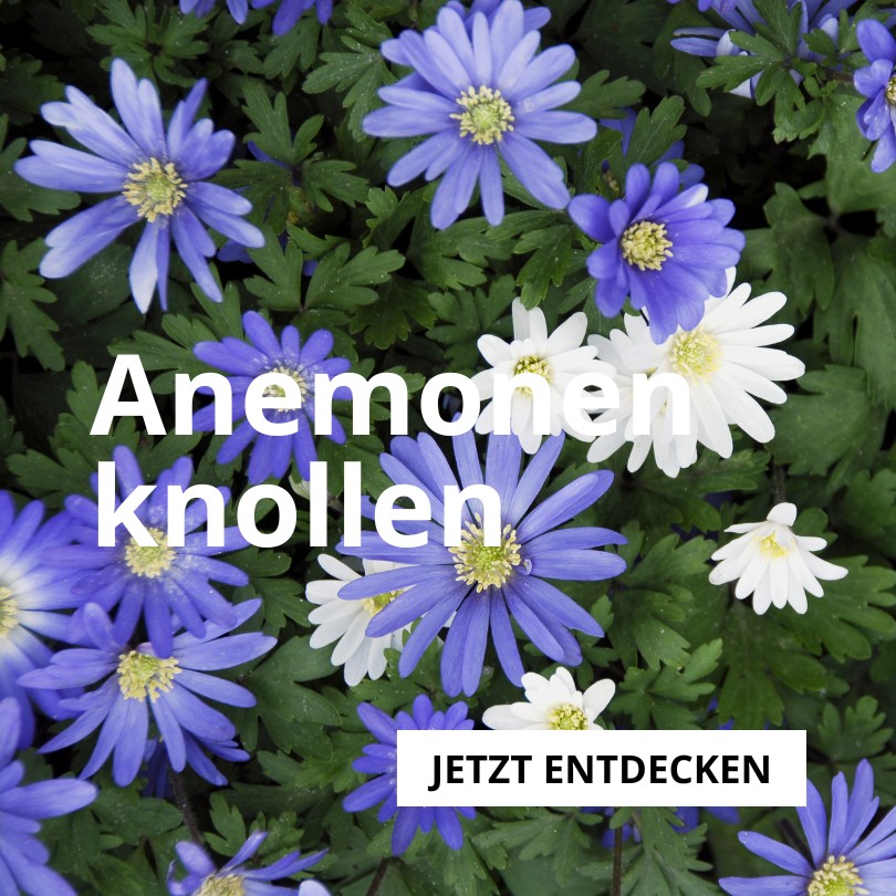 Anemonen-Knollen