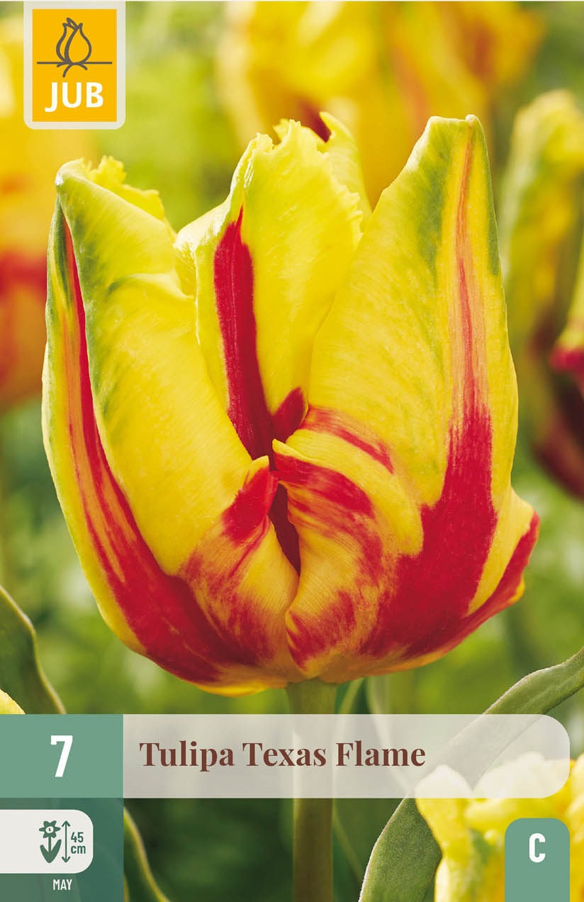 Papagei-Tulpen Texas Flame