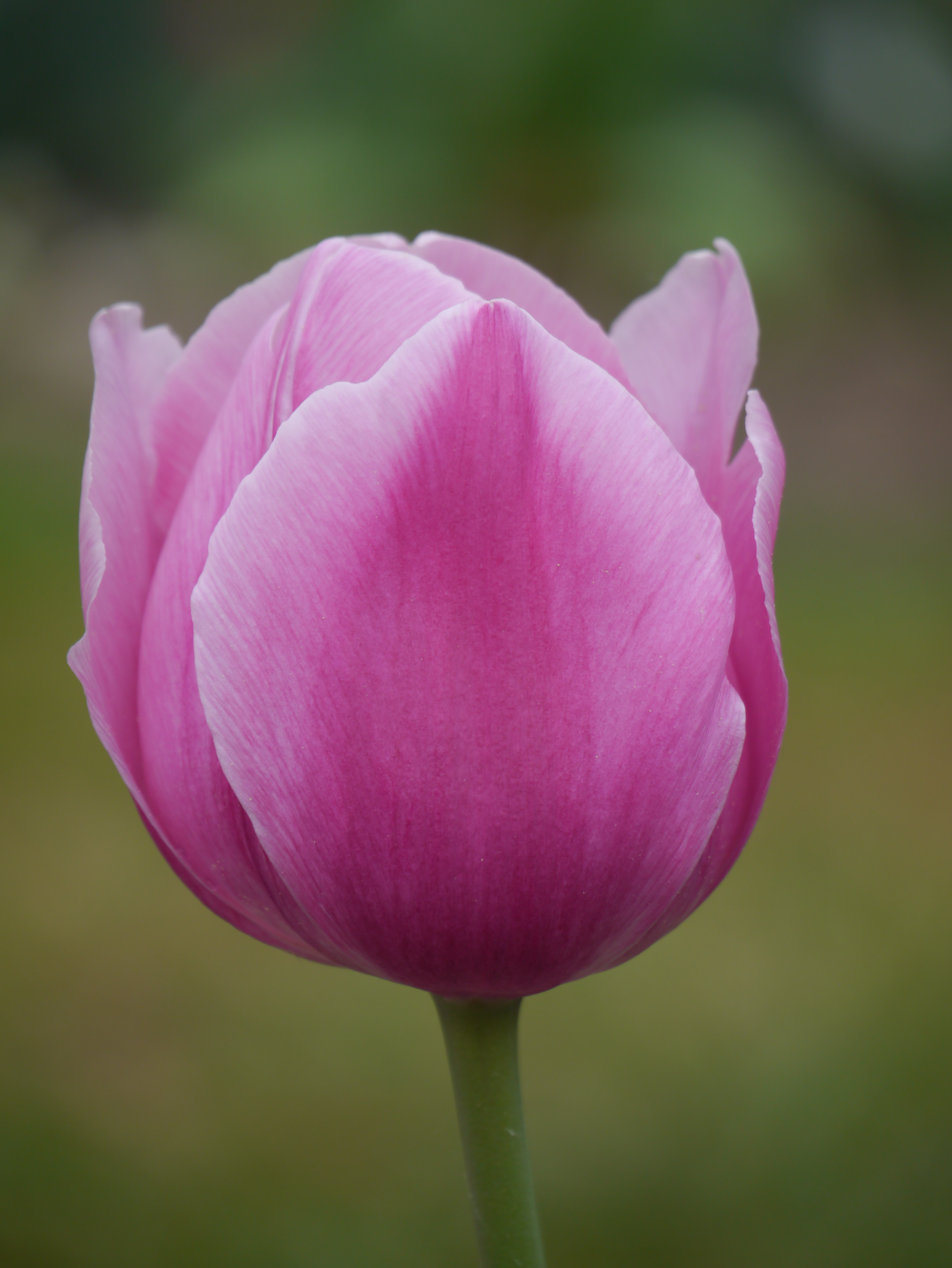 225062_Einf. frühe Tulpen Aafke Nahaufnahme einer rosa Tulpe vor unscharfem grünem Hintergrund
