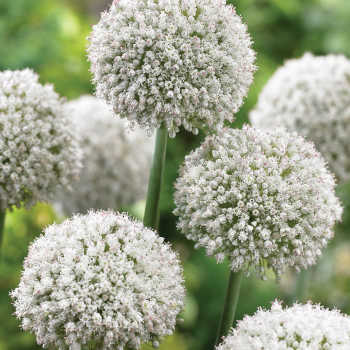 893_265046_Allium Ping Pong_visi69151_VP Nahaufnahme weißer Zierlauch (Allium) mit kugeligen Blütenköpfen, grünen Stielen und Wassertropfen