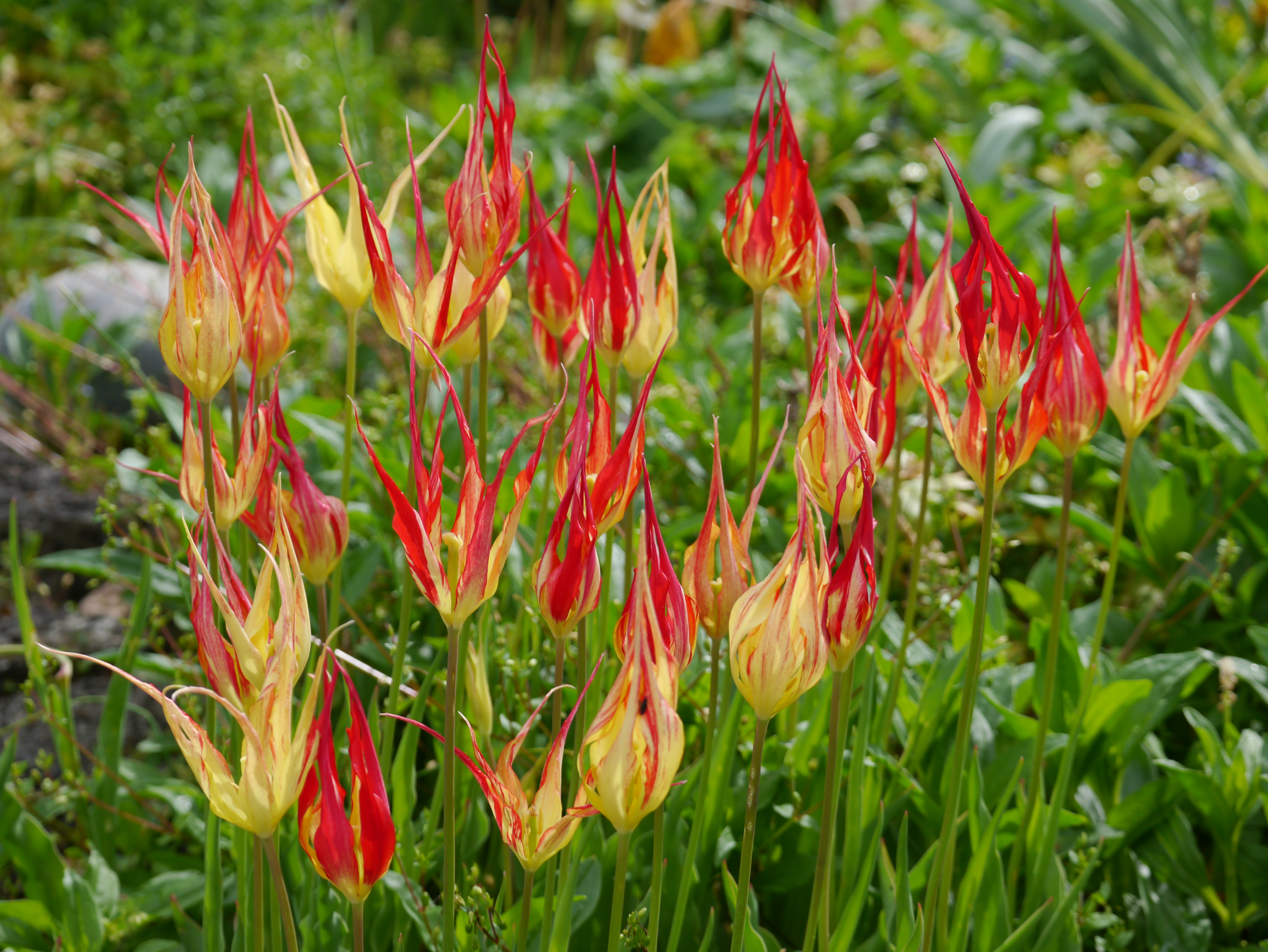 Leuchtende rote und gelbe Tulpen in einem grünen Garten
