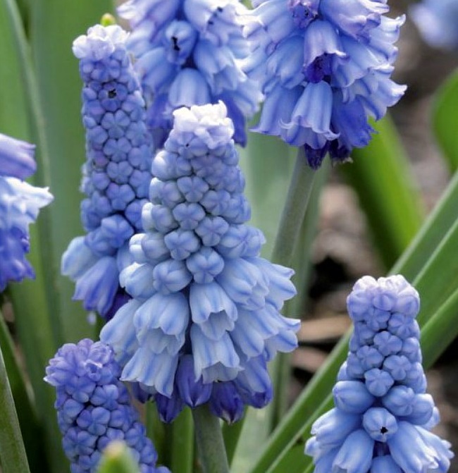 265295_Muscari azureum Nahaufnahme von blauen Traubenhyazinthen (Muscari) mit dichten, glockenförmigen Blütenständen an grünen Stängeln